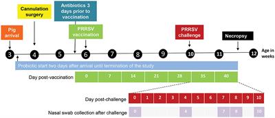 Exploratory application of a cannulation model in recently weaned pigs to monitor longitudinal changes in the enteric microbiome across varied porcine reproductive and respiratory syndrome virus (PRRSV) infection statuses